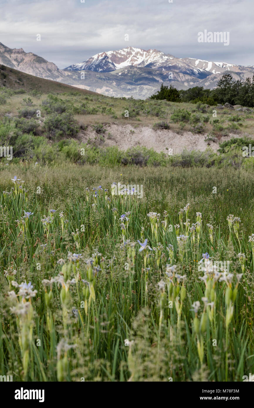 Wild Iris und Elektrische Peak (2). Stockfoto