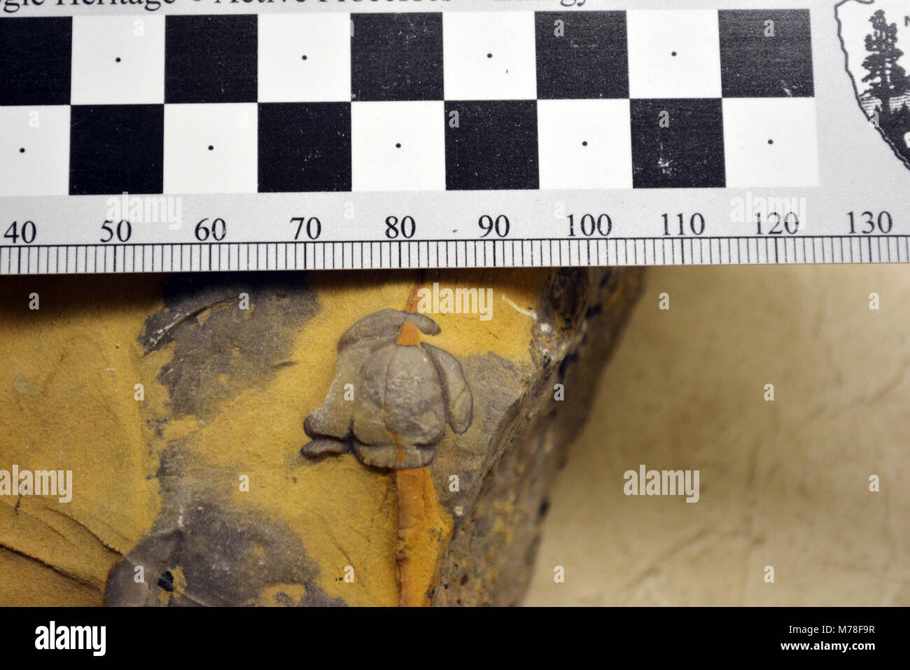 YELL -92020 Ptychopariid Trilobiten. YELL: -92020 Diese Leiter einer rund 520 Millionen Jahre alten Ptychopariid Trilobit (YELL -92020) ist einer unter vielen aus dem Pilger Kalkstein identifiziert, auf dem Mt. Holmes im Yellowstone National Park. Trilobit um Ptychopariid, war reichlich während der frühen kambrischen und starben am Ende des Ordovizium (ca. 444 Millionen Jahren). Aber, am Ende des Perm Trilobiten alle verschwunden, zusammen mit über 95% aller Meerestiere. Sammeln alle natürlichen Ressourcen, einschließlich der Steine und Fossilien, ist illegal in Yellowstone. Stockfoto