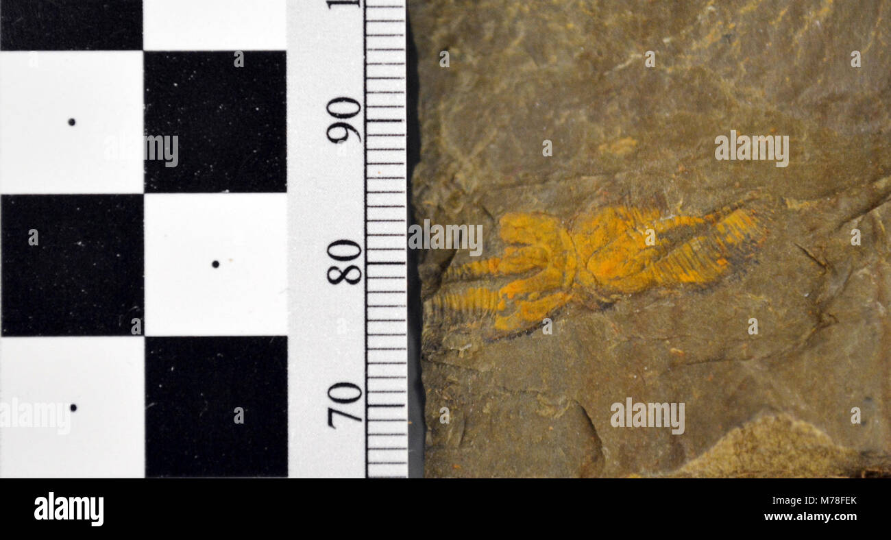 YELL. YELL -165706 (dargestellt) und Kreischen -165715: Viele Male, wenn Fossilien gesammelt sind Sie wirft nur der Probe, wie diese Bilder von ein paar fast vollständige Ptychopariid Trilobit (schreien und kreischen -165706 -165715) wirft. Als Organismus in Sedimenten begraben wird, seinen Körper zerfällt, hinterlässt einen offenen Raum, in der Form des Tieres und erhält dann in mit Sediment erzeugen Externe Besetzung des Organismus gefüllt. Wenn ein offener Raum oder Hohlraum bleibt nach dem Tier begraben und wird versteinert, dann wird er als Schimmel bezeichnet. Sammeln alle natürlichen Ressourcen, einschließlich der Felsen und fossilen Stockfoto