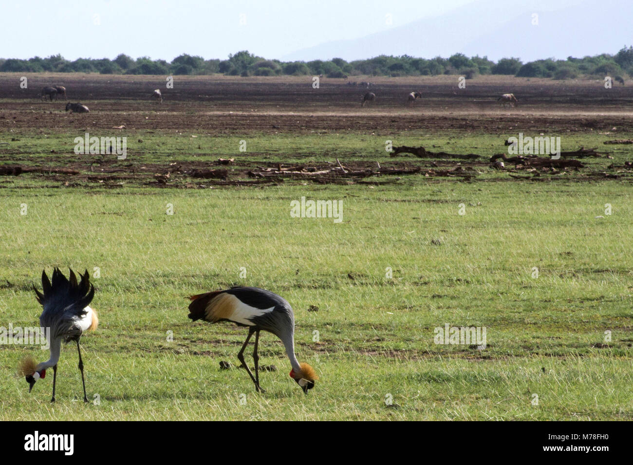 Zwei graue Kraniche Balearica regulorum gekrönt Vögel in der Kran Familie der Kraniche zusammen Essen auf den Ebenen der Serengeti im nördlichen Tansania Stockfoto