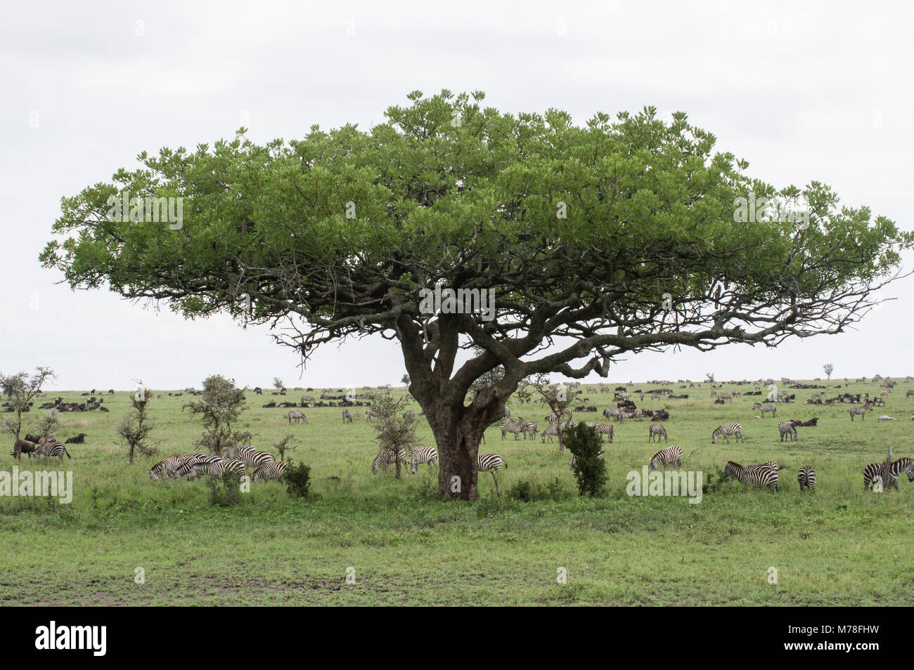 Zebras frei Roaming in der Serengeti im nördlichen Tansania mit Akazien im Hintergrund in Nduti Serengetti Arusha National Park Stockfoto