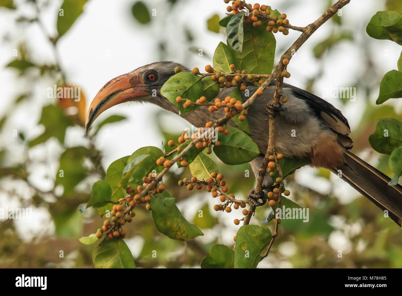 Ein Malabar hornbill in der Western Ghats Stockfoto