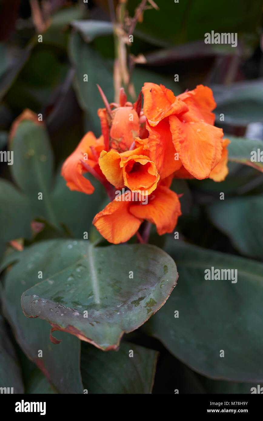 Canna indica Nahaufnahme Stockfoto