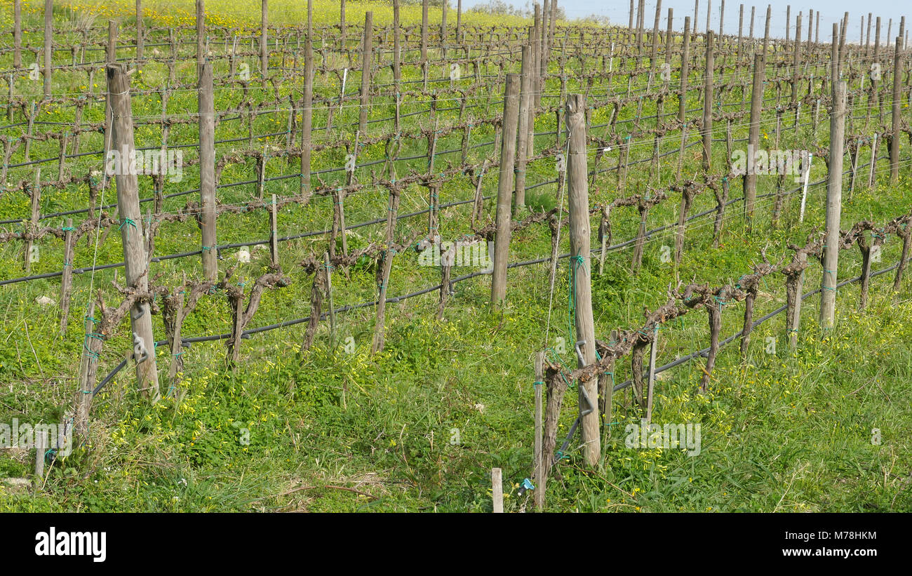 Reben wachsen in Malta, die zur Erzeugung von Wein Stockfoto