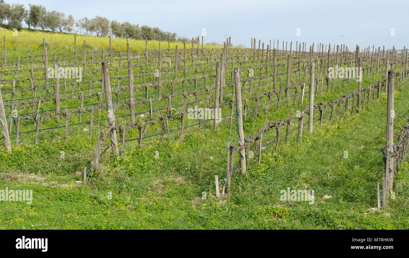 Reben wachsen in Malta, die zur Erzeugung von Wein Stockfoto