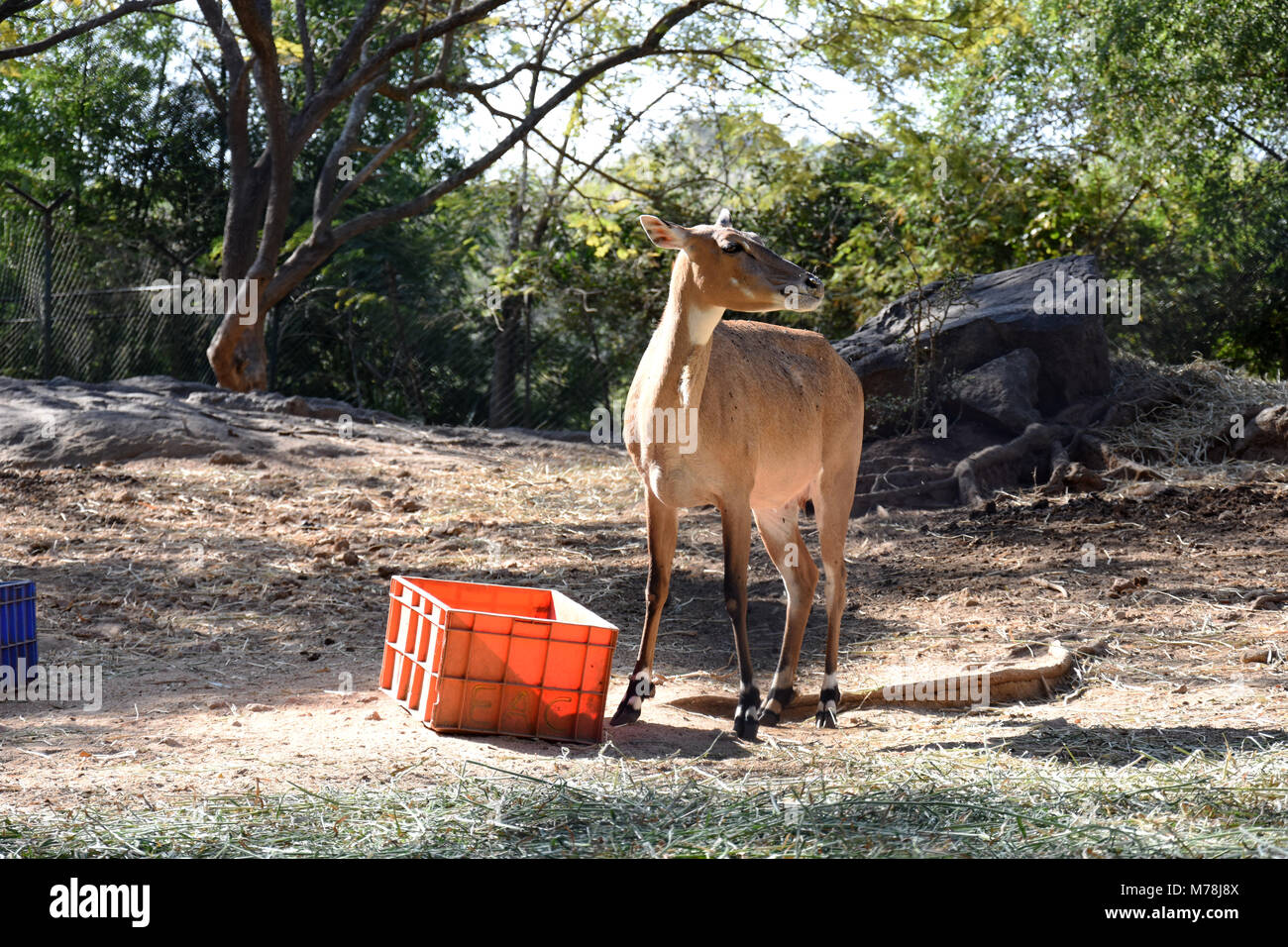 Nilgai an Bhanerghatta National Park. Bangalore, Indien Stockfoto