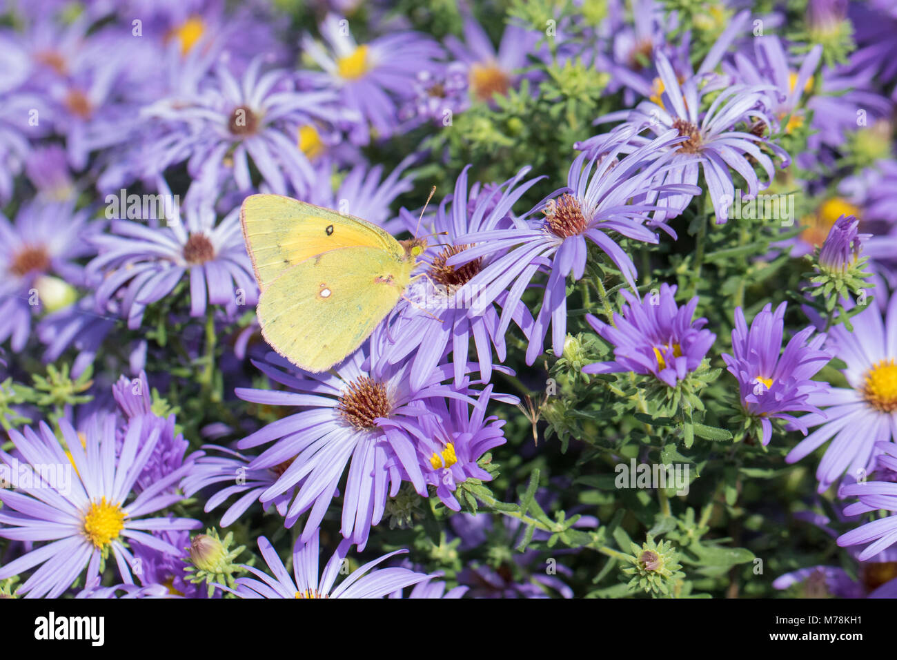 03074-00611 Orange Schwefel (Colias eurytheme) auf Frikart Aster (Aster frikartii) Marion Co.IL Stockfoto