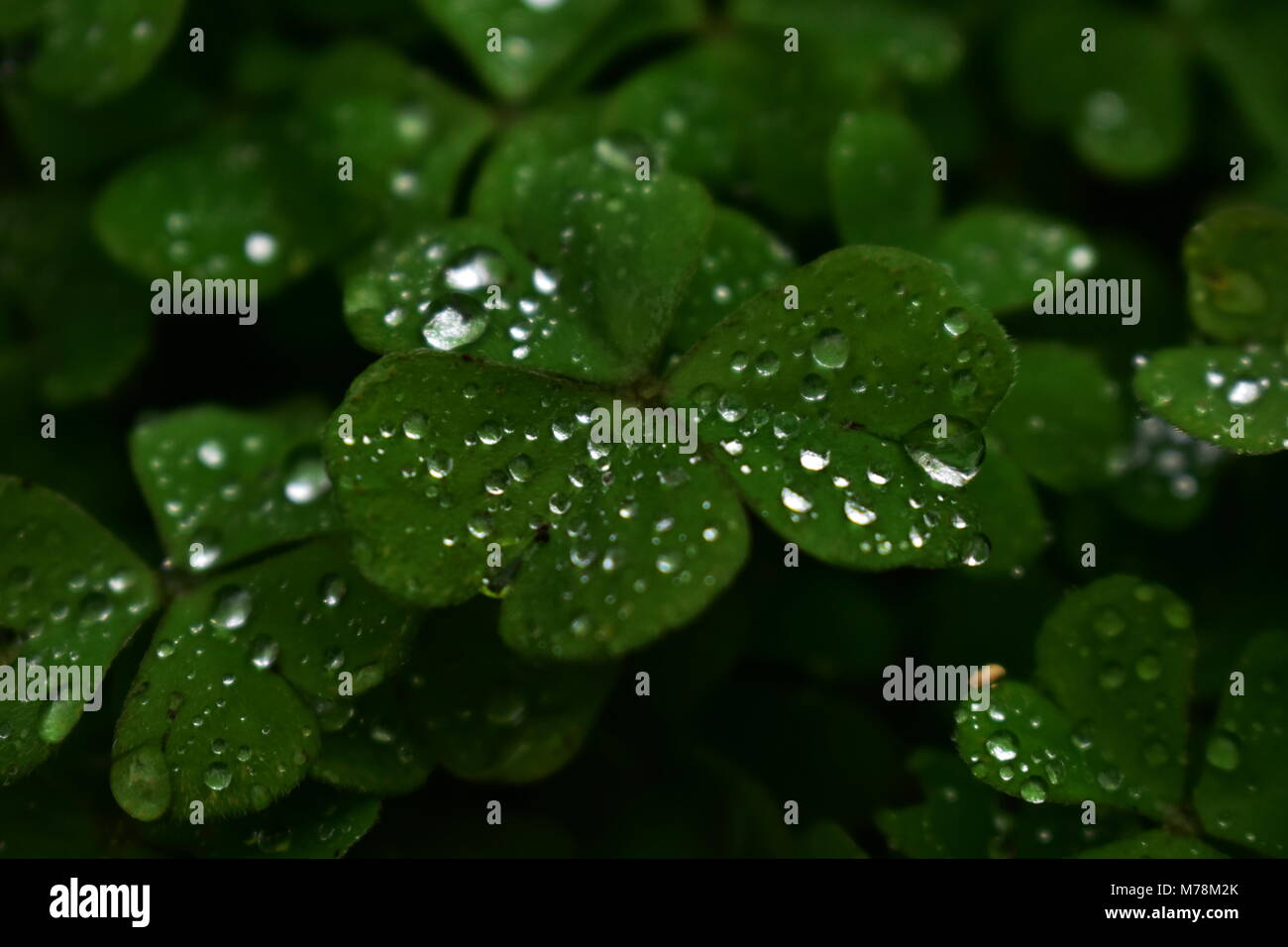 Wassertropfen auf Klee Patch in Portland Oregon Stockfoto