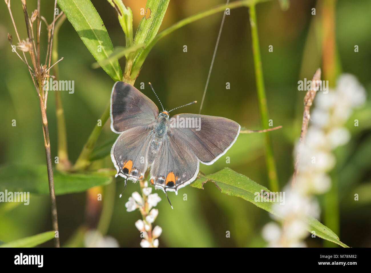 03191-00716 Grau Hairstreak (Strymon melinus) auf milde Waterpepper (Persicaria hydropiperoides) Marion Co.IL Stockfoto