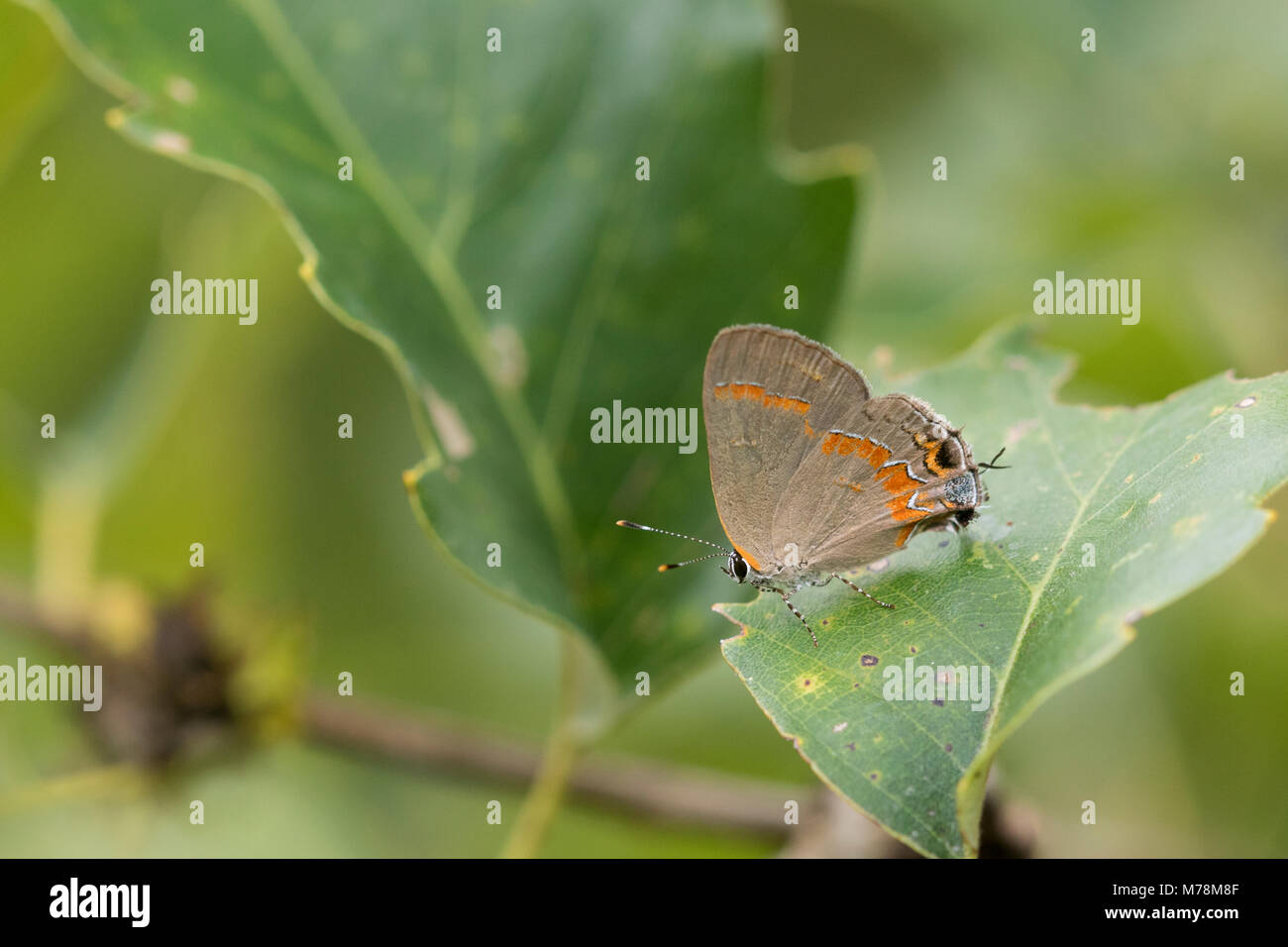 03208-00102 Red-banded Hairstreak (Calycopis Kekrops) Franklin Co MO Stockfoto