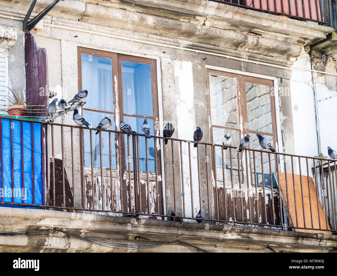 Alte Gebäude in der Altstadt von Porto in Portugal. Tauben auf dem Balkon. Stockfoto