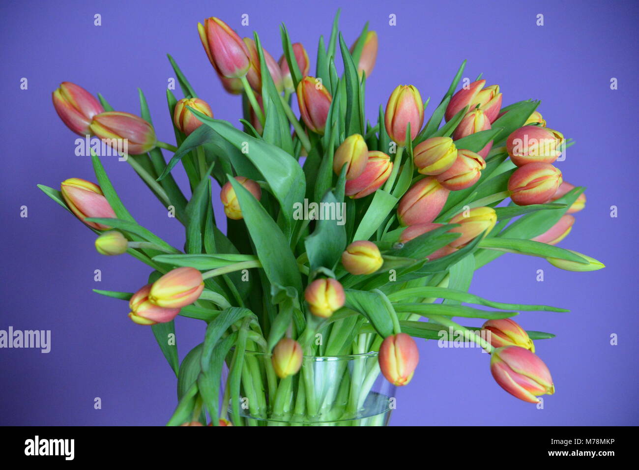 Frische Tulpen in ein Glas Vase gegen einen lila Hintergrund Stockfoto