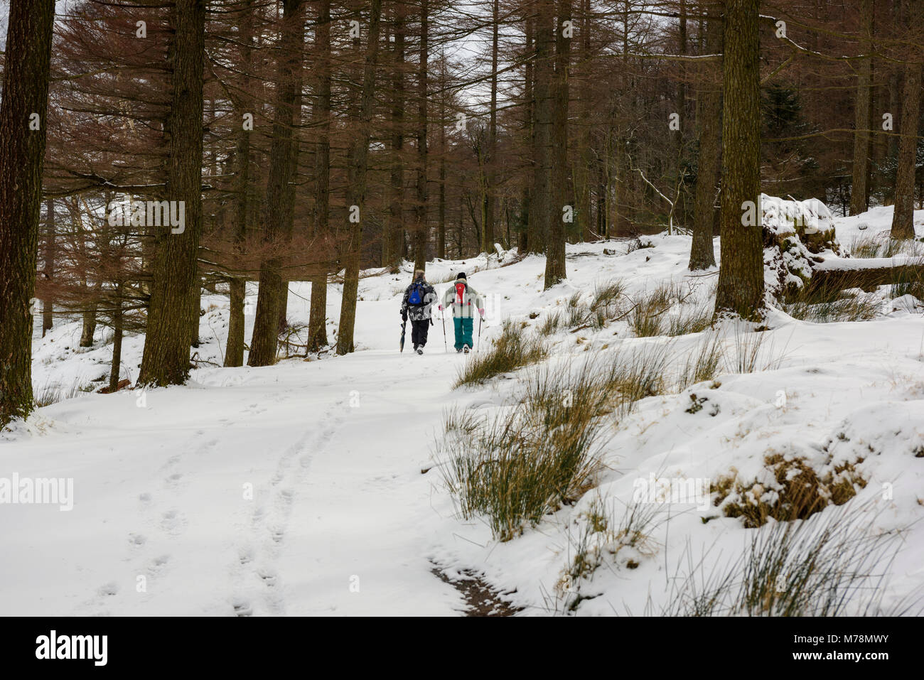 Winter Aktivität, ein paar Wanderer Wandern auf einem Weg durch die Bäume in einem Wald in der Nähe von Schnee Buttermere in Cumbria abgedeckt Stockfoto