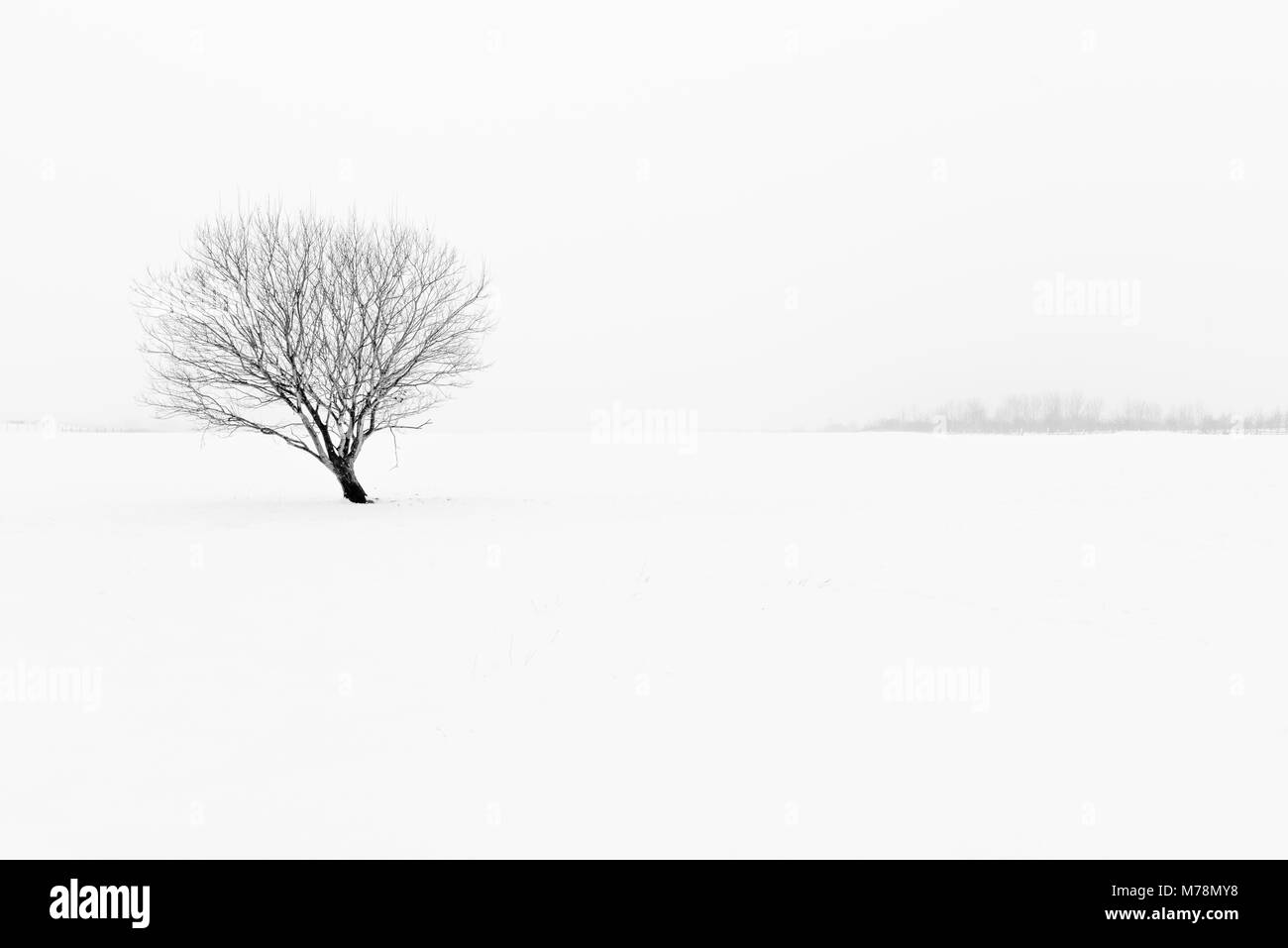 Winter schwarze und weiße neblige Landschaft minimalistischen Schnee Szene mit einsamen Baum Stockfoto