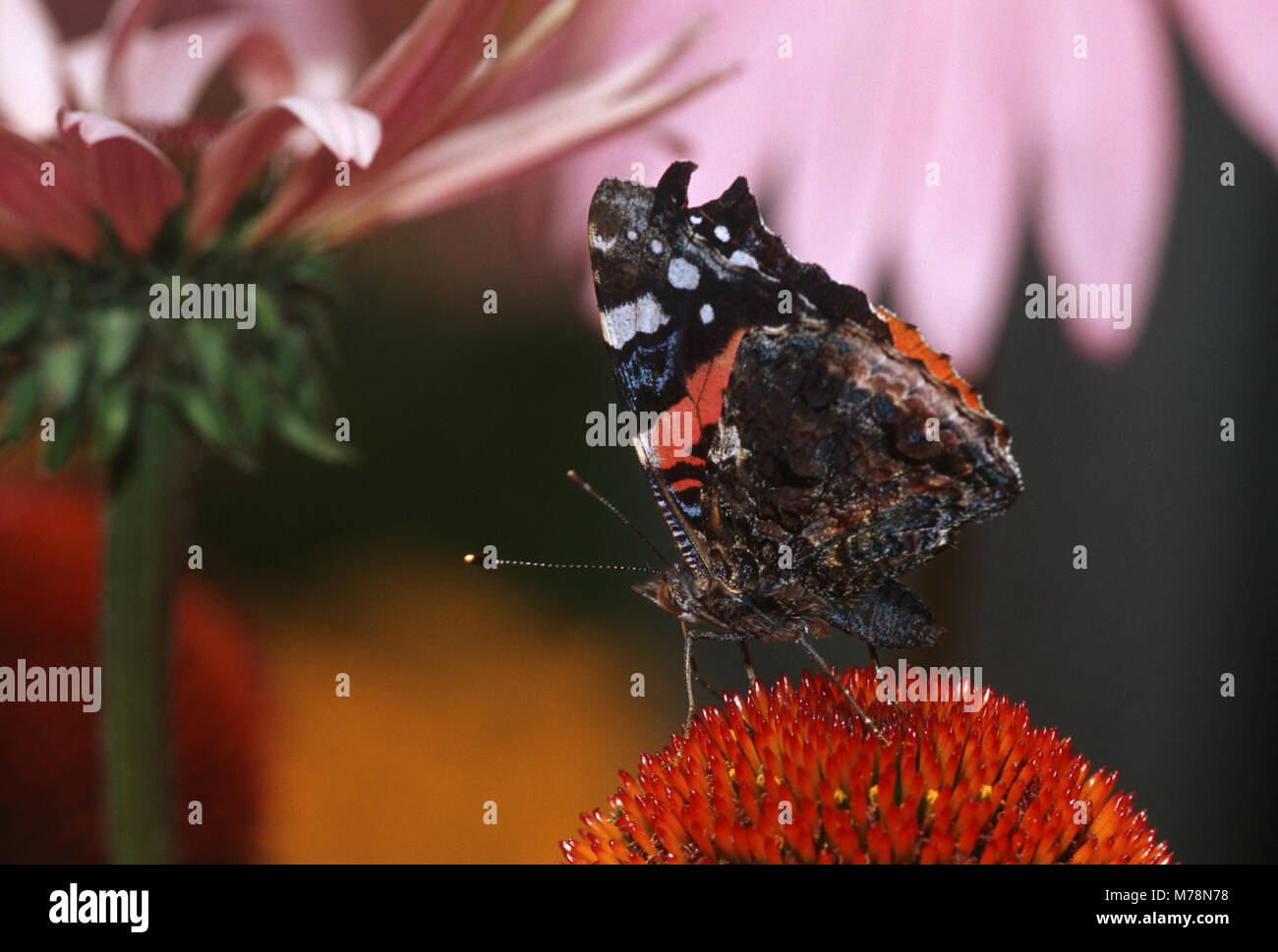 03408-005.10 Red Admiral (Vanessa atalanta) auf Sonnenhut (Echinacea purpurea) Marion Co.IL Stockfoto