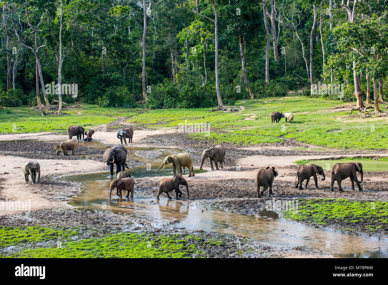 Afrikanischen Waldelefanten (Loxodonta cyclotis) an Dzanga Bai, UNESCO, Dzanga-Sangha Special Reserve, Zentralafrikanische Republik, Afrika Stockfoto