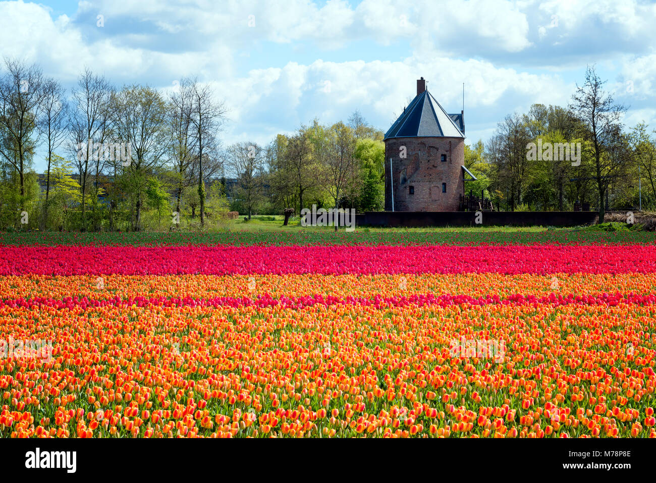 Bunte Tulpen in Holland, Niederlande, Europa Stockfoto