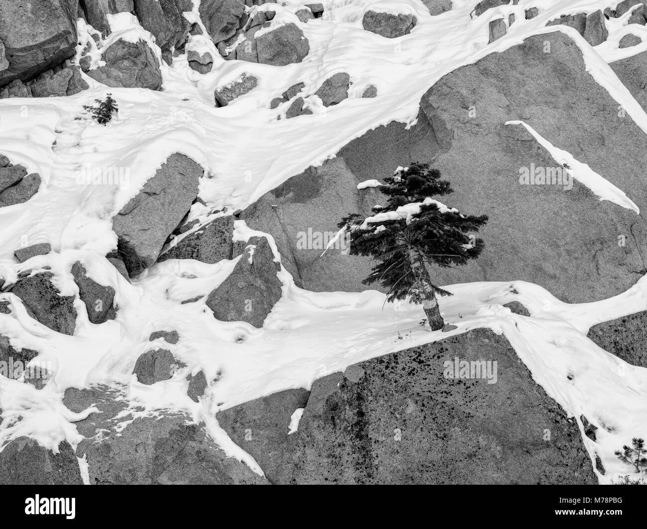 Pine Tree wächst auf einem Felsen, umgeben von schneebedeckten, illustriert das Konzept der Resilienz, blühende Trotz der Schwierigkeiten; oder unvorbereitet für die Stockfoto