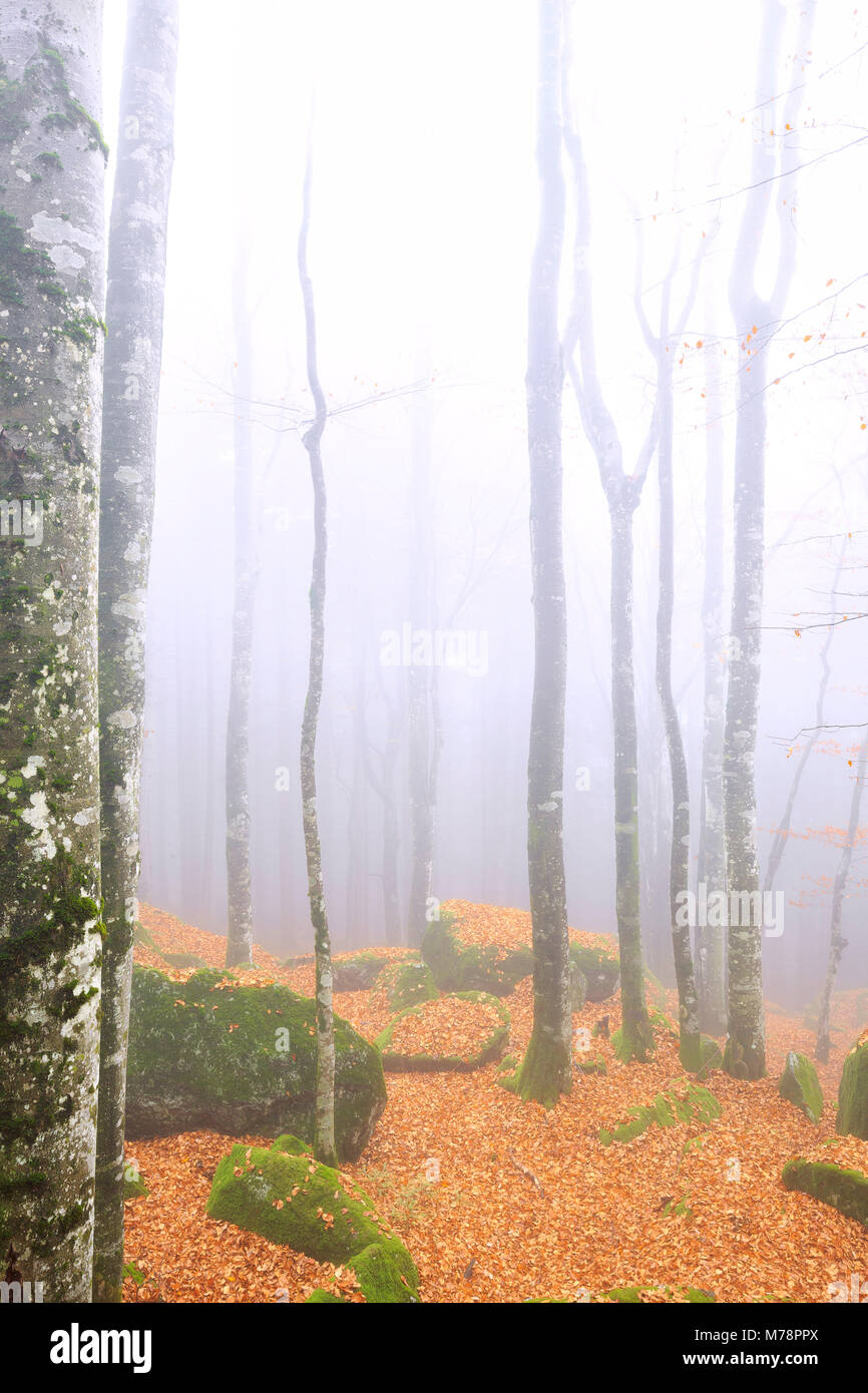 Nebel im Wald von Bagni di Masino im Herbst, Valmasino, Valtellina. Lombardei, Italien, Europa Stockfoto