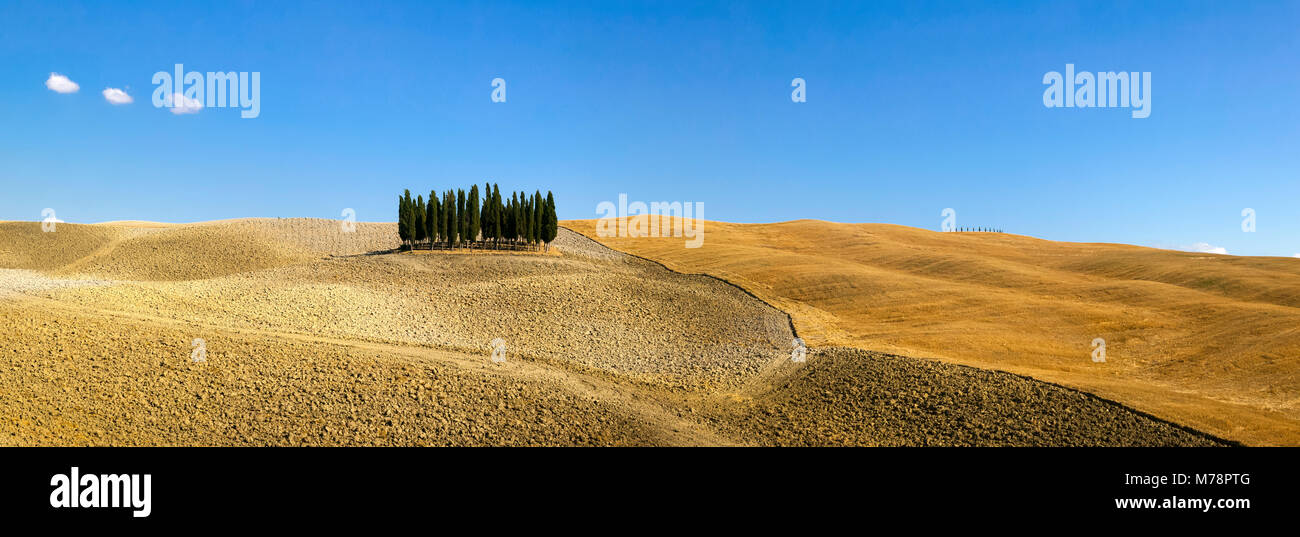 Panorama der Gruppe von Zypressen in der Landschaft, Val d'Orcia, UNESCO-Weltkulturerbe, Toskana, Italien, Europa Stockfoto