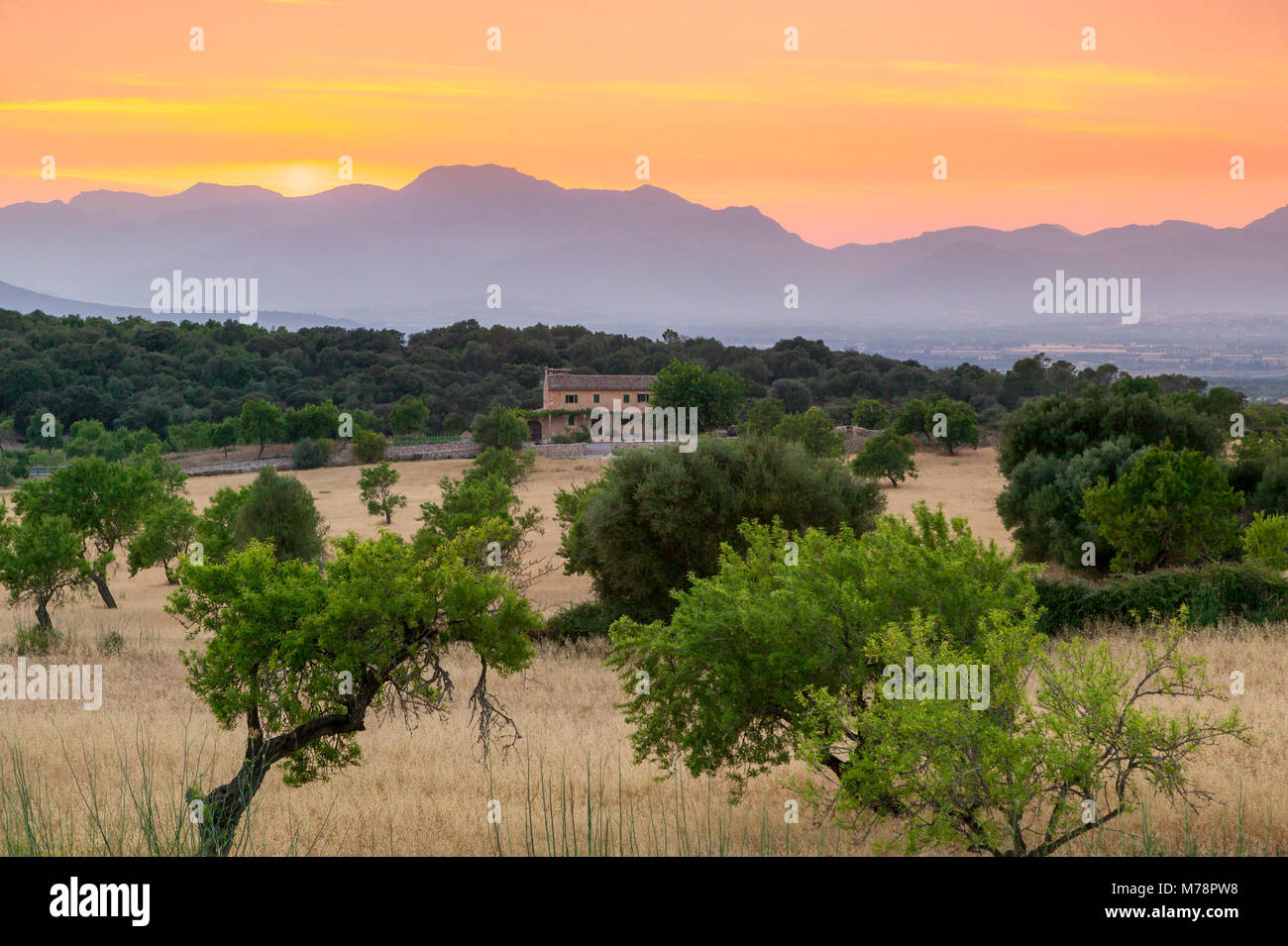 Blick auf die Landschaft mit Olivenbäumen und Berge in der Abenddämmerung mit Bauernhaus im Querformat, Mallorca, Balearen, Spanien, Mittelmeer, Europa Stockfoto