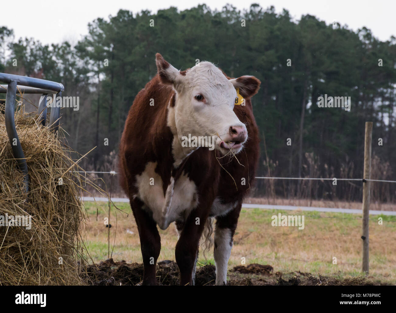 Kühe aus der Nähe und persönlich - das Leben auf dem Bauernhof. Idylle und ein Blick auf die Rinderwirtschaft - echte Farm zu Tisch, gesunde american life Stockfoto