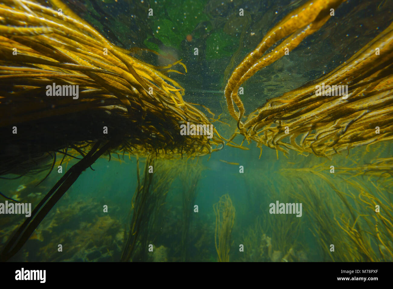 Unterwasser Bild von Algen, Inneren Hebriden, Schottland, Großbritannien, Europa Stockfoto
