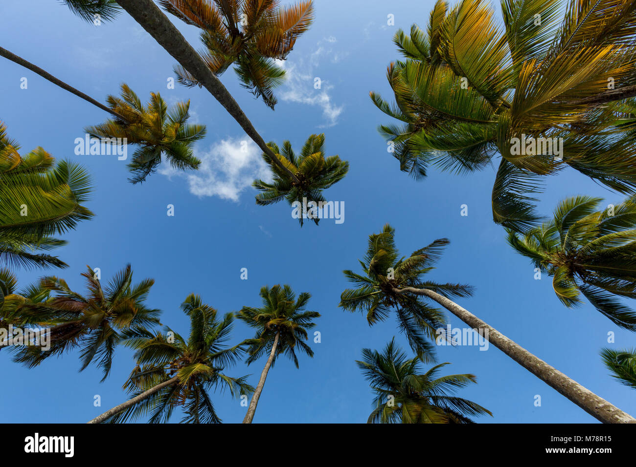 Zu hohen Palmen auf dem kleinen Strand in Marigot Bay, St. Lucia, Windward Islands, West Indies Karibik, Mittelamerika Stockfoto
