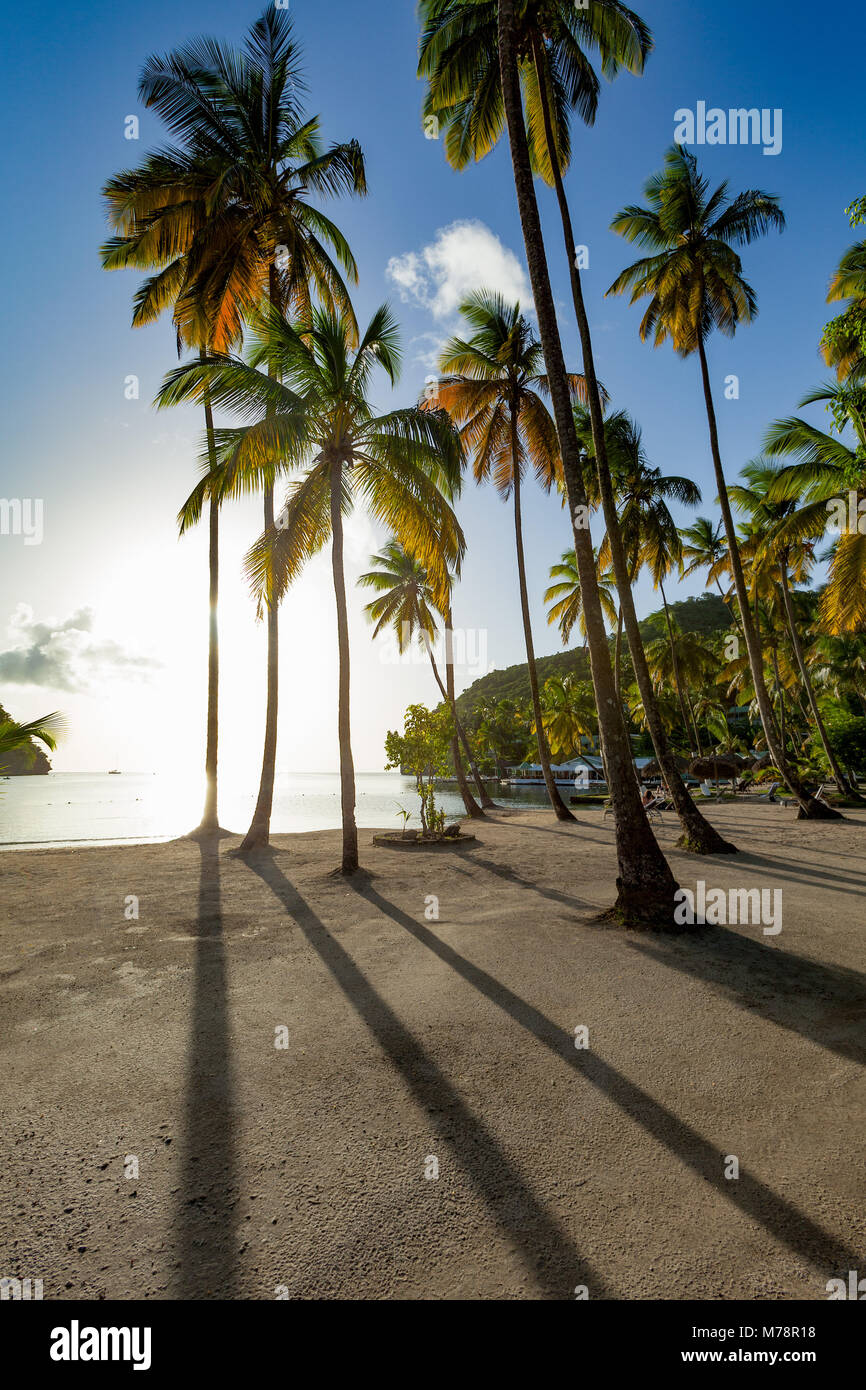Die großen Palmen und lange Schatten auf den kleinen Strand in Marigot Bay, St. Lucia, Windward Islands, West Indies Karibik, Mittelamerika Stockfoto
