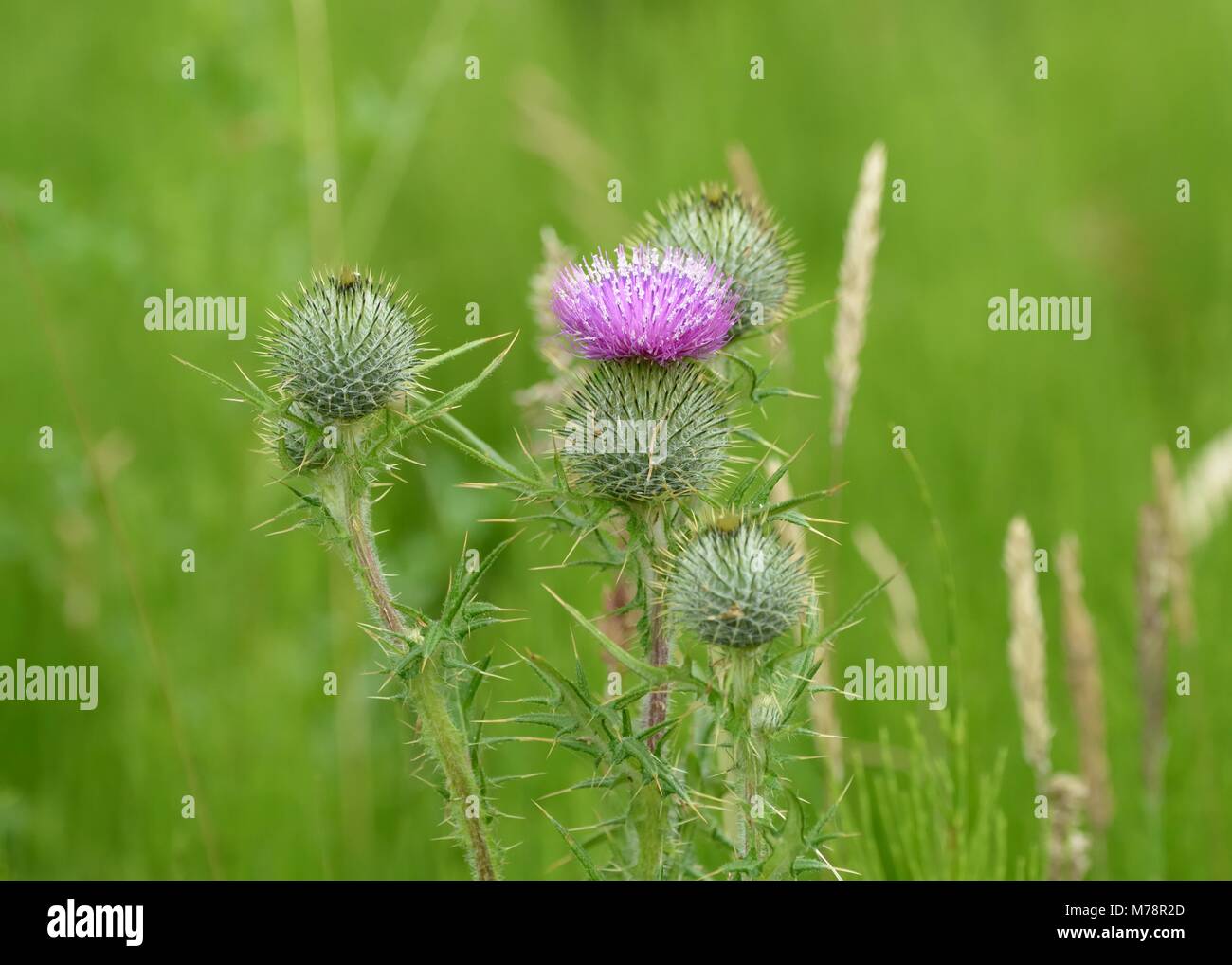Eine der vielen Thistle wildflower (wahrscheinlich Cirsium vulgare) die Tierarten in fast ganz Europa und Schottland nationale Blume und Emblem. Stockfoto