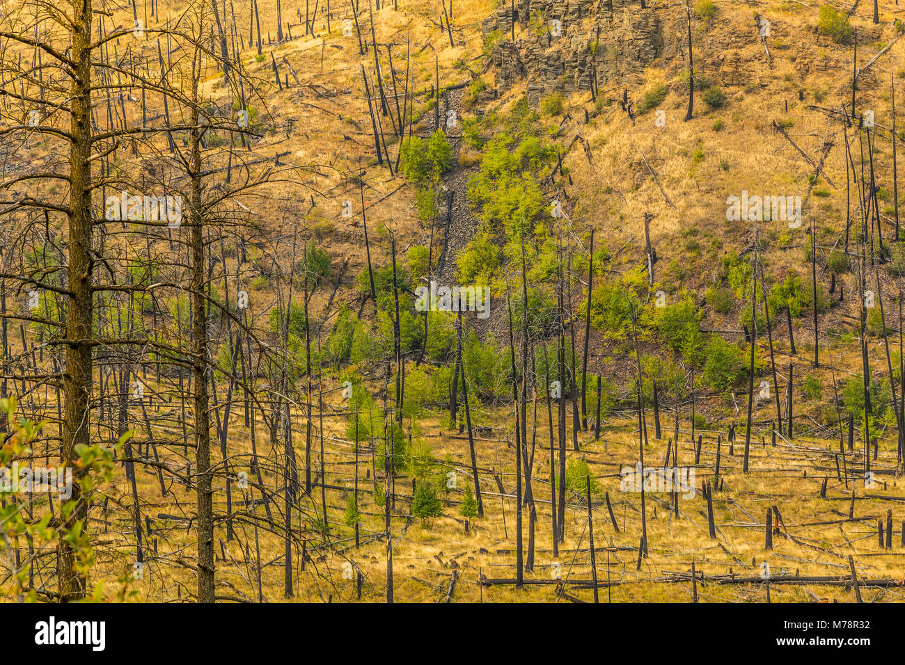 Blick auf karge Land nach den jüngsten Feuer in der nähe von Kamloops, British Columbia, Kanada, Nordamerika Stockfoto