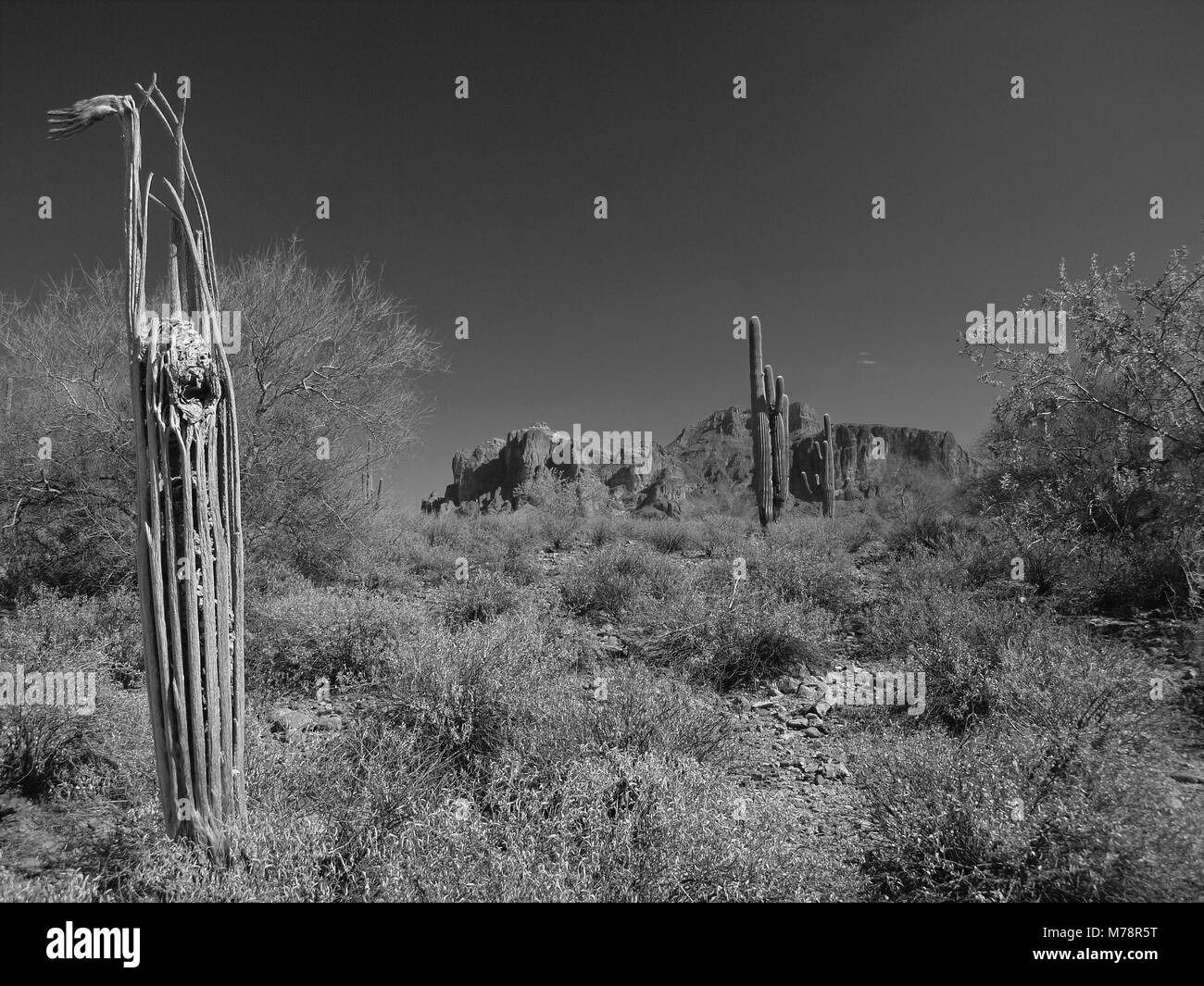 Tot Saguaro Kaktus in der Nähe von Superstition Mountain in Arizona in B&W Stockfoto