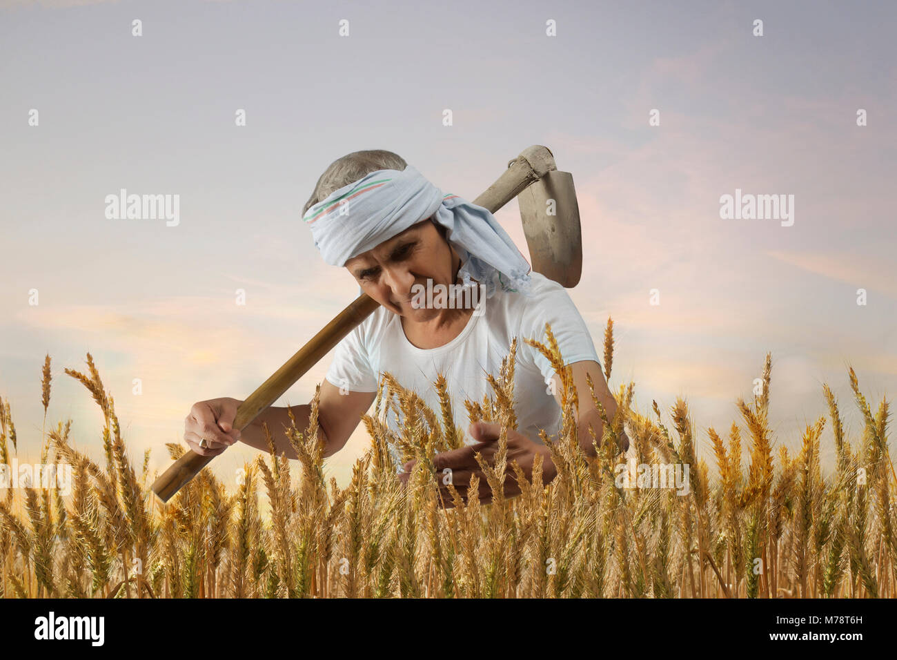 Senior Bauer Kontrolle der Reis vor der Ernte Stockfoto