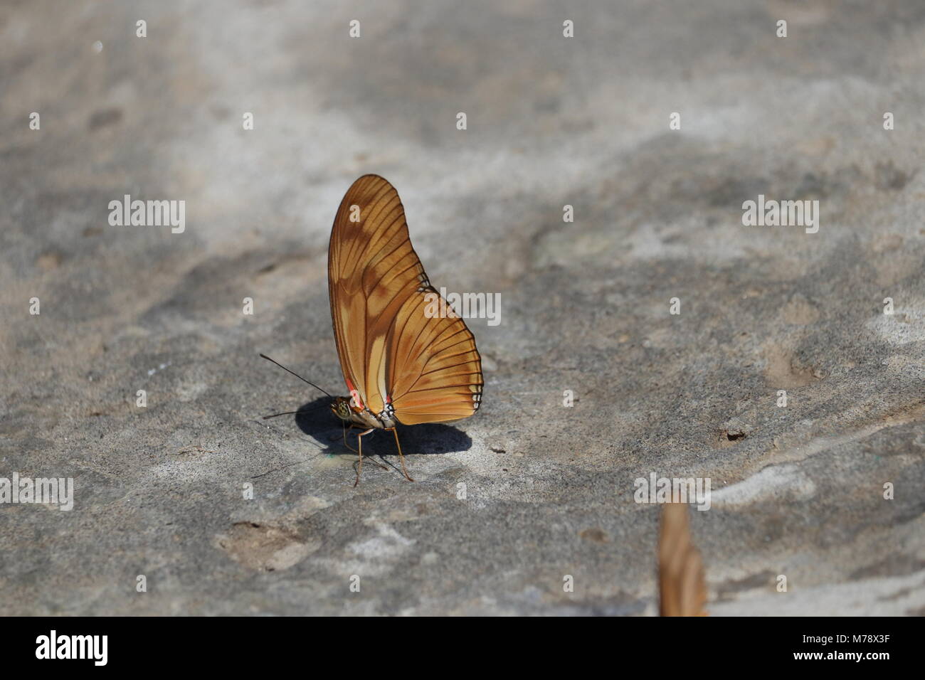 Julia Butterfly Stockfoto