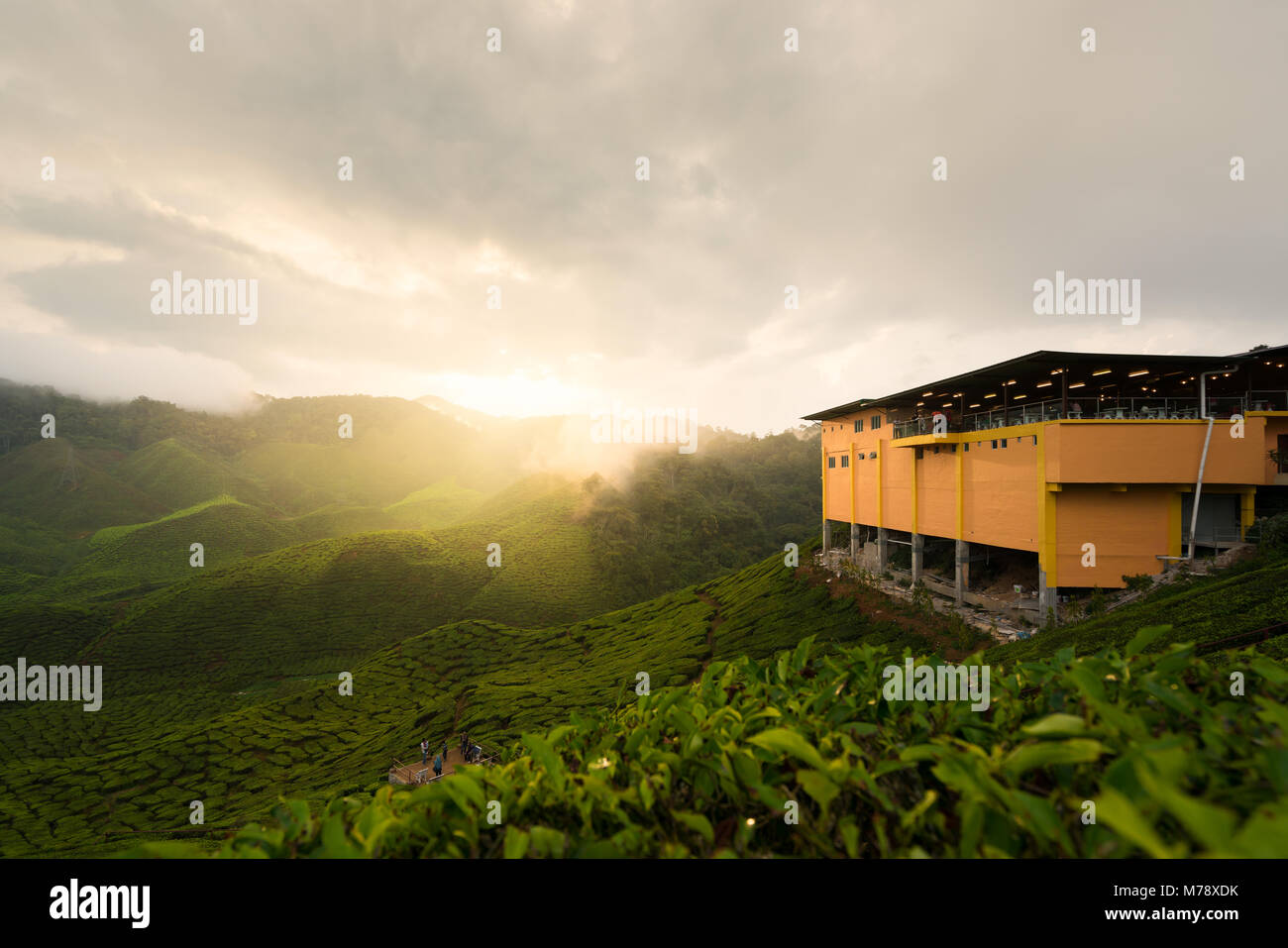 Erstaunlich Malaysia Landschaft. Anzeigen von Tee Plantage im Sonnenuntergang / Sonnenaufgang in Cameron Highlands, Malaysia. Natur Hintergrund mit Nebel. Stockfoto