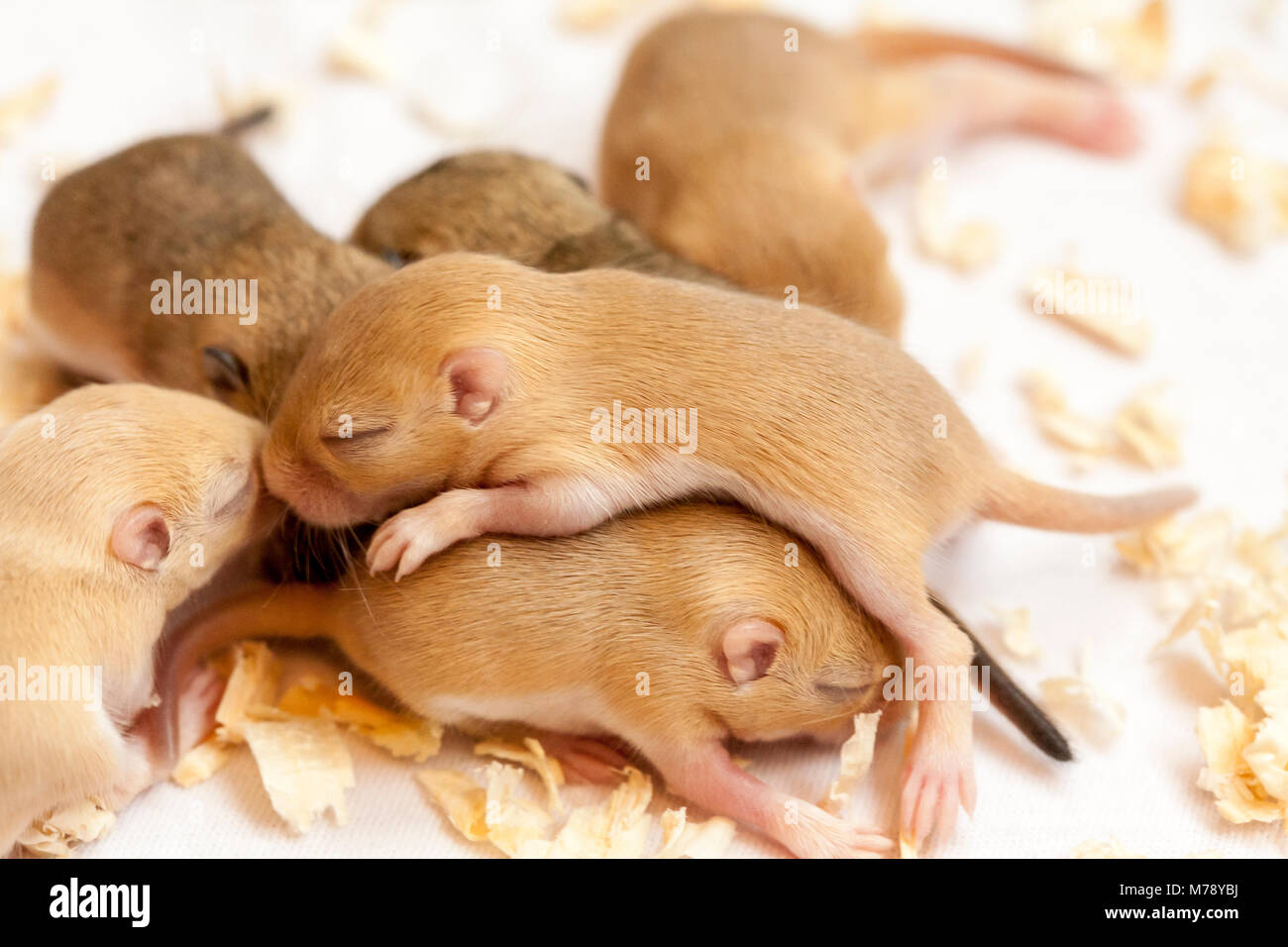 Kleinen Niedlichen schlafenden Mäuse Babys. Makro Bild. Stockfoto