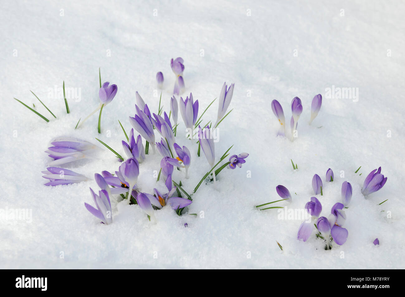 Lila Blüten von Crocus tommasinianus zeigt oben eine leichte Schneedecke. Einbürgerung in Garten Grenze. Ende Februar Stockfoto
