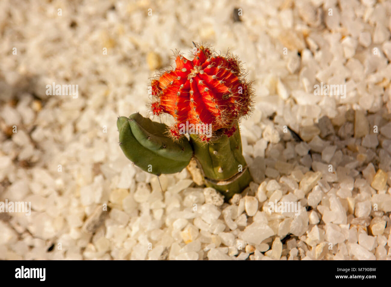 echter kaktus kaufen Euphorbia marmorata (Wolfsmilch) kaufen