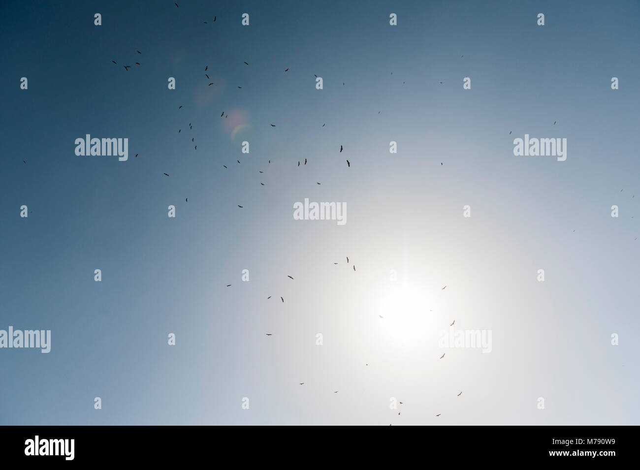 Ein Himmel voller hochfliegender Gänsegeier im Flug um Kreisen mit einem leistungsstarken Sun im Hintergrund, ein regelmäßiger Blick in Spanien Bild mit fl Stockfoto