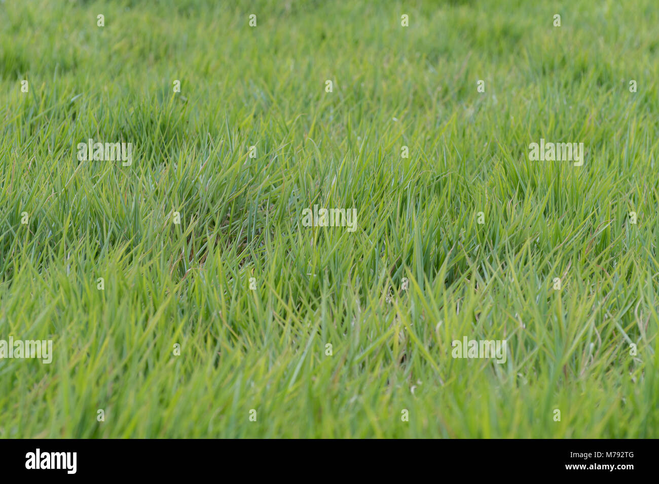 Morgen Klingen des üppigen, grünen Gras Vegetation wächst wild in riesigen Feld. Nichts als Gras. Nur Gras. Horizontale. Landschaft. Hintergrund. Abstrakt. Stockfoto