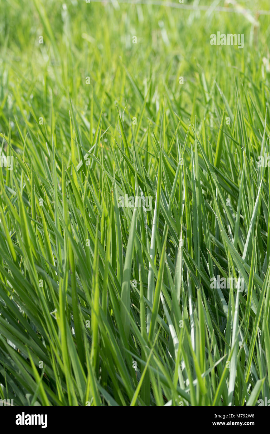 Morgen Klingen des üppigen, grünen Gras Vegetation wachsen auf ein großes Feld. Nichts als Gras. Nur Gras. Vertikale. Porträt. Hintergrund. Abstrakt. Stockfoto