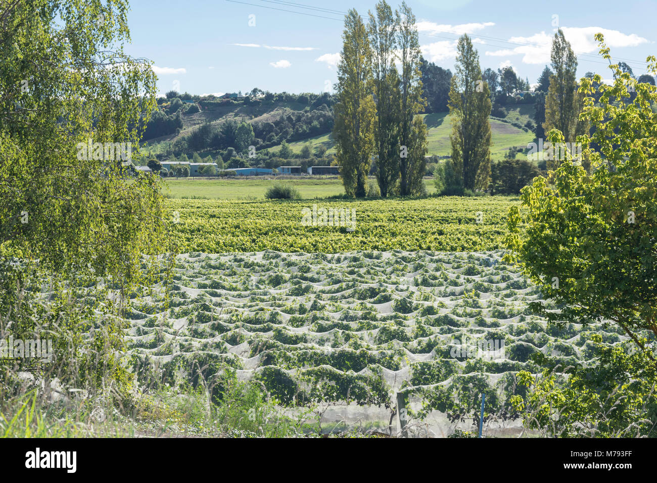 Weinreben mit Netzen abgedeckt, Upper Moutere, Tasman, Neuseeland Stockfoto