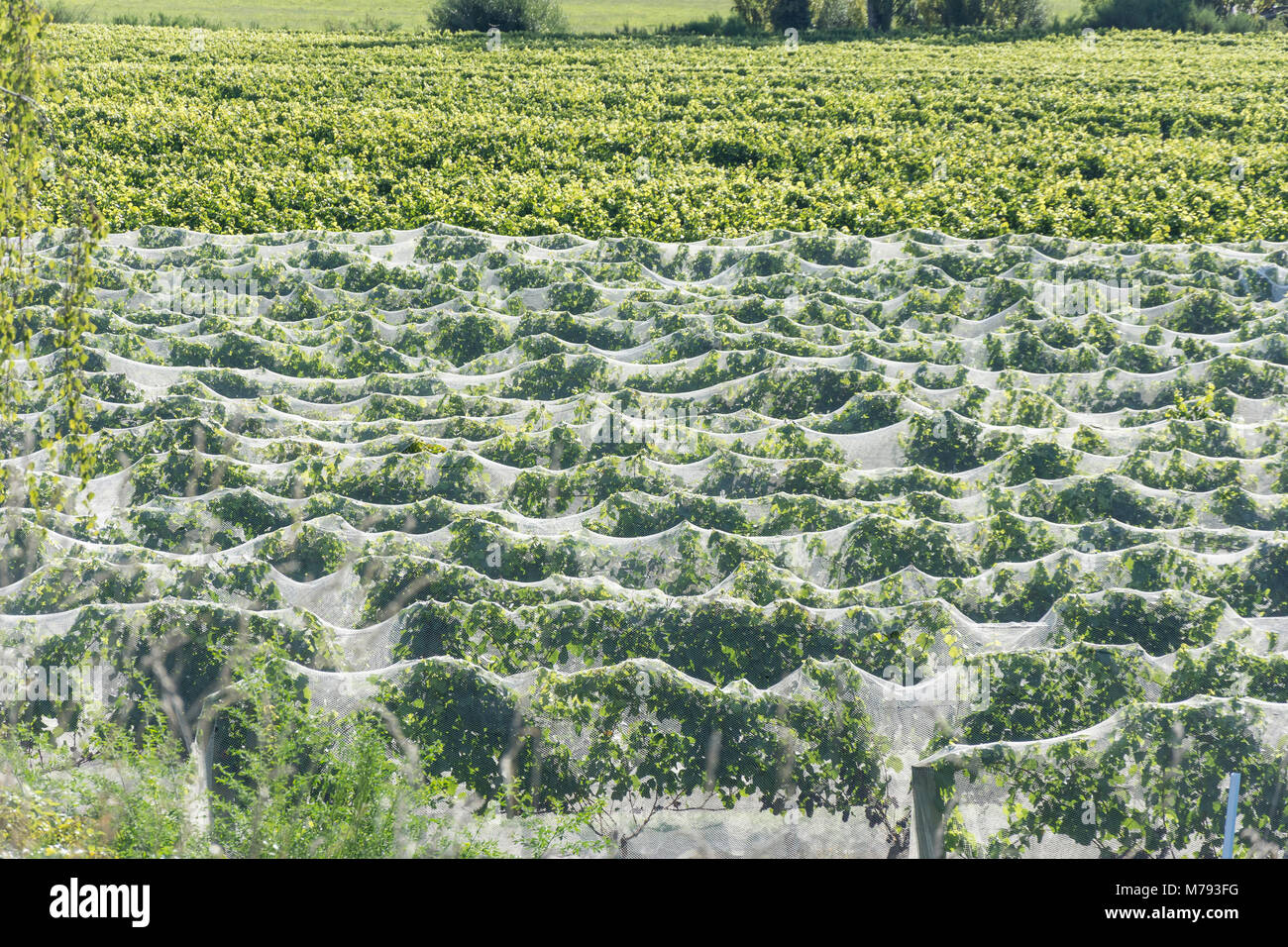 Weinreben mit Netzen abgedeckt, Upper Moutere, Tasman, Neuseeland Stockfoto