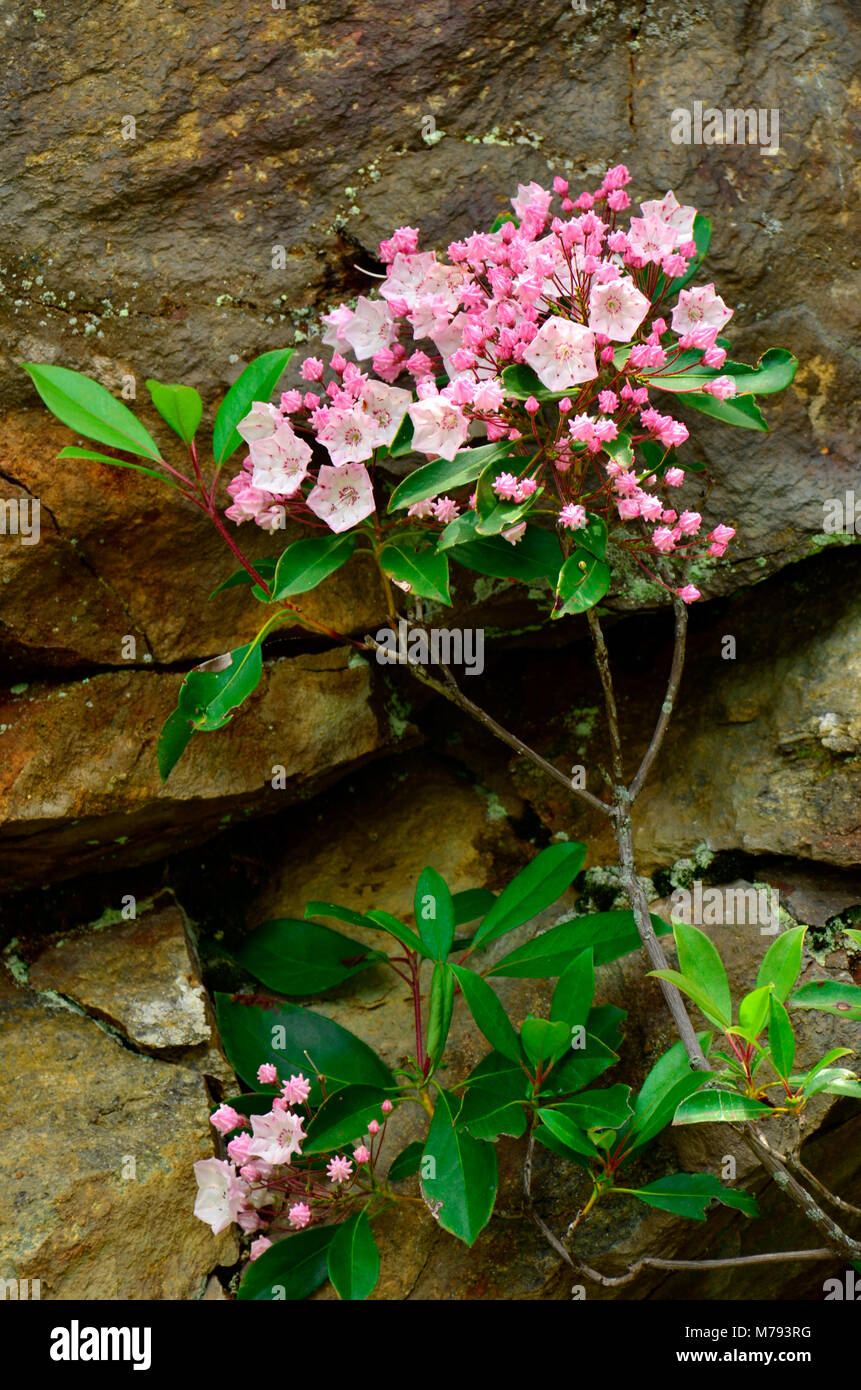 Hier blühen in der Nähe Skyline Drive in den Appalachen, Eastern United States Stockfoto