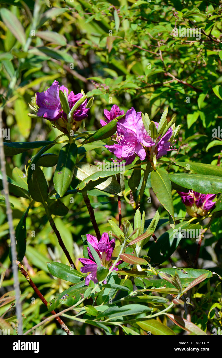 Hier blühen in der Nähe Skyline Drive in den Appalachen, Eastern United States Stockfoto