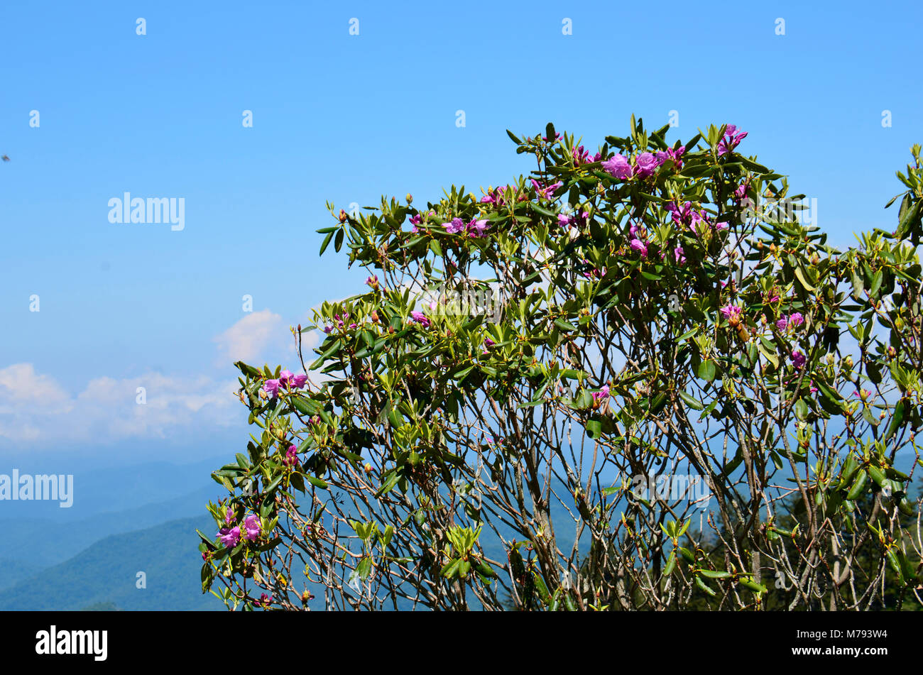 Hier blühen in der Nähe Skyline Drive in den Appalachen, Eastern United States Stockfoto