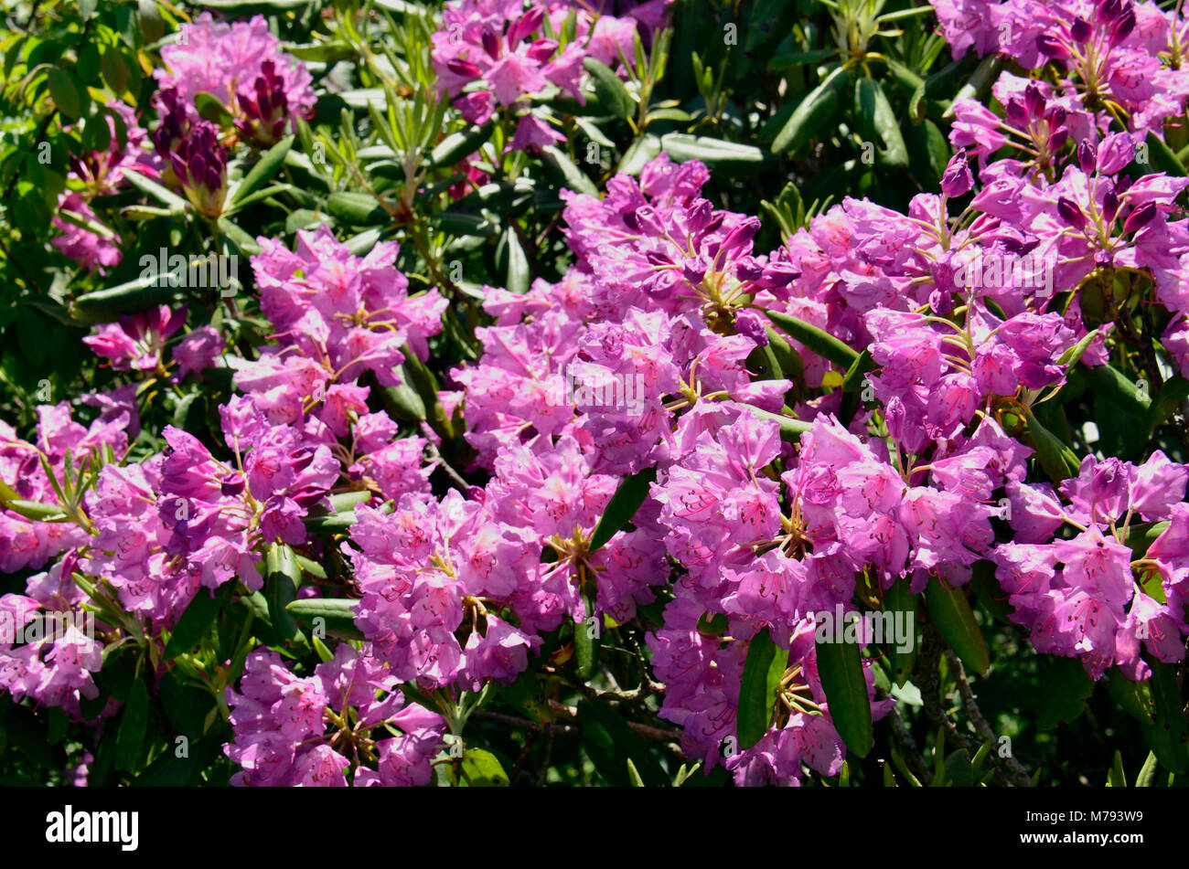 Hier blühen in der Nähe Skyline Drive in den Appalachen, Eastern United States Stockfoto