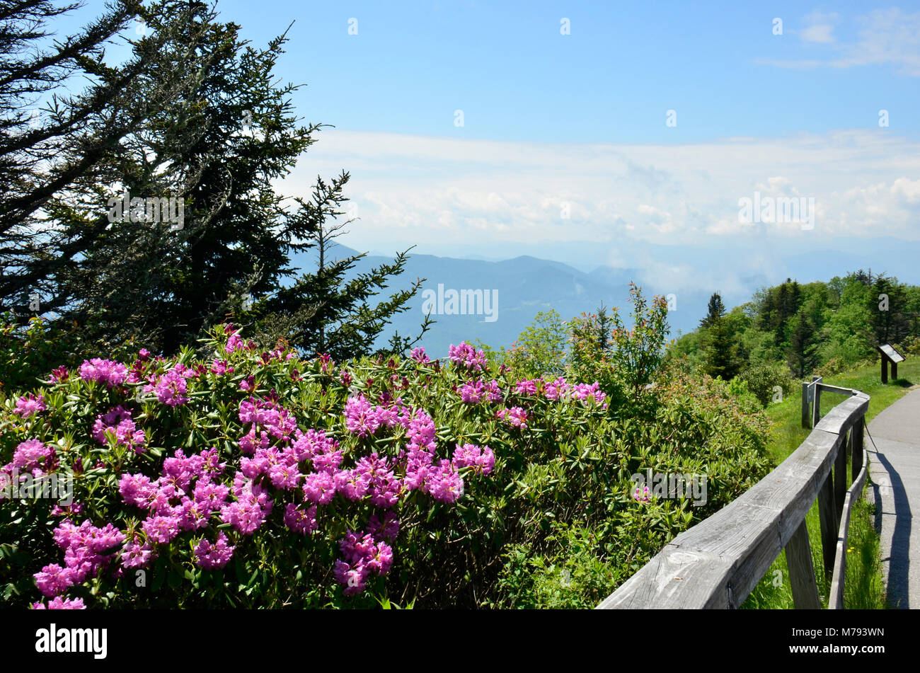 Hier blühen in der Nähe Skyline Drive in den Appalachen, Eastern United States Stockfoto