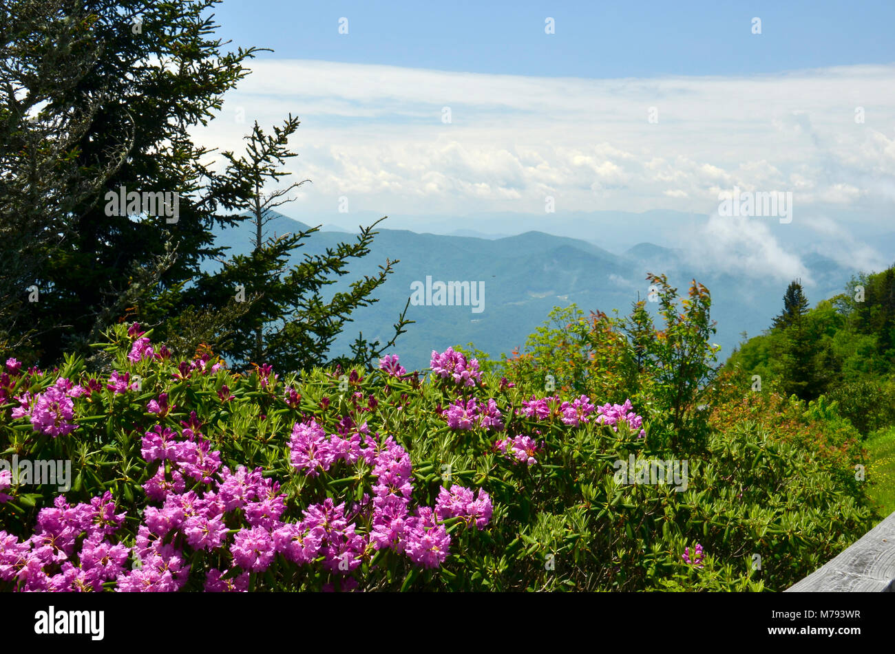 Hier blühen in der Nähe Skyline Drive in den Appalachen, Eastern United States Stockfoto