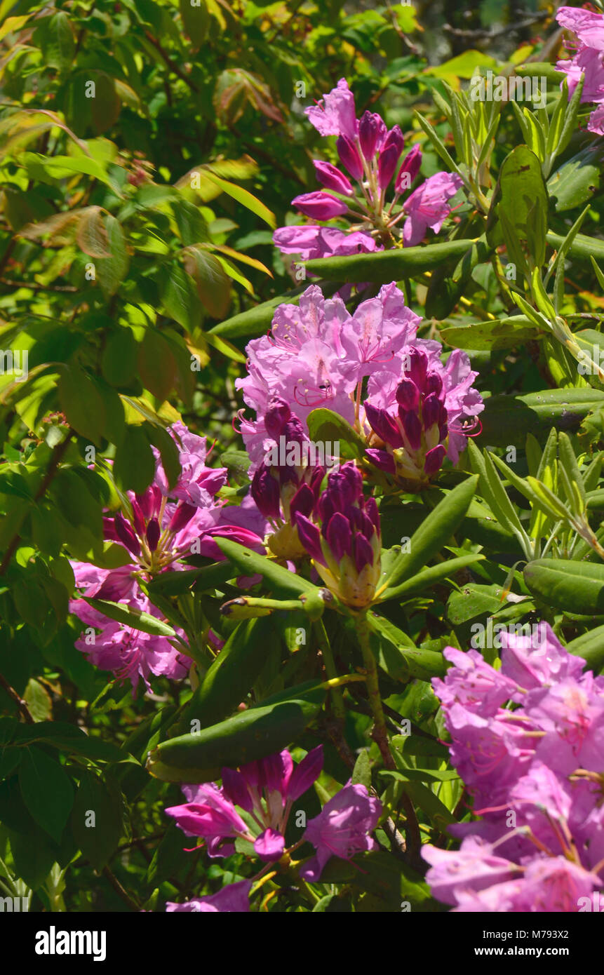 Hier blühen in der Nähe Skyline Drive in den Appalachen, Eastern United States Stockfoto